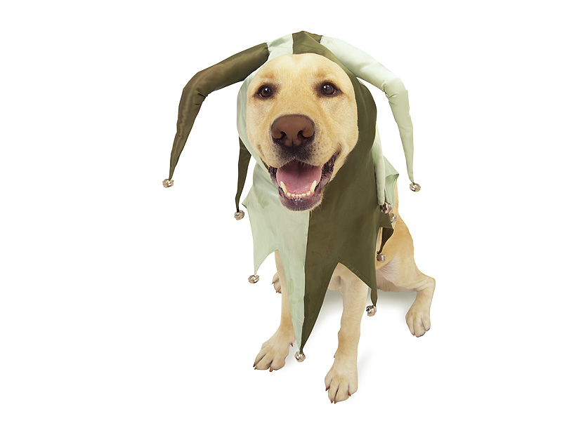 Muttley Fool